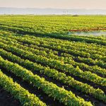 investissements agricoles privés