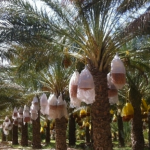 Export Dattes tunisiennes