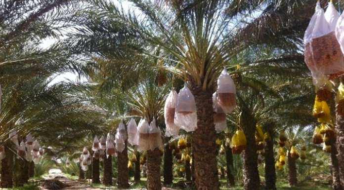 Dattes-Tunisie Export Dattes tunisiennes
