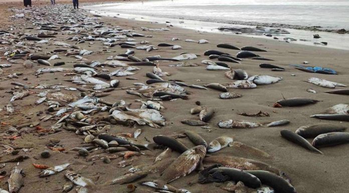 De grandes quantités de poissons échoués sur les plages de Gabès