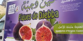 Figue de Djebba