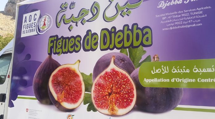 Figue-de-Djebba Figue de Djebba