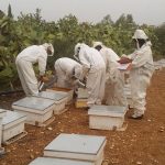 Apiculture à Tozeur