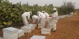 Apiculture à Tozeur