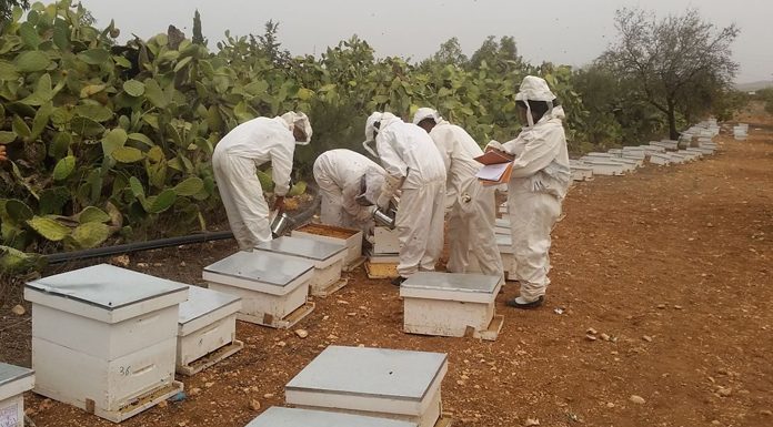 Apiculture à Tozeur