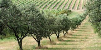 oliveraies