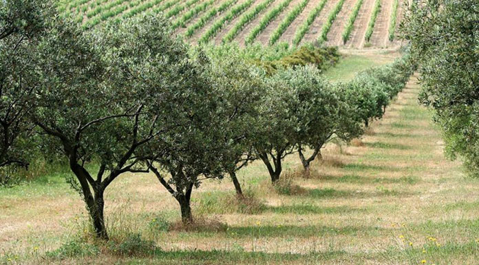 oliveraies