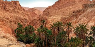 Oasis Tozeur