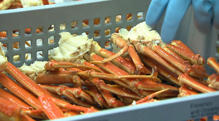 Pêche Crabes Pêche Crabes