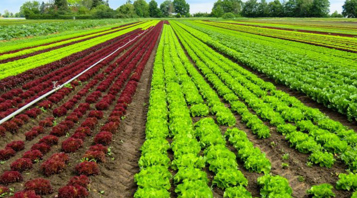 agriculture biologique Tunisie