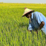 riziculture afrique