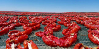 tomate séchée tunisienne