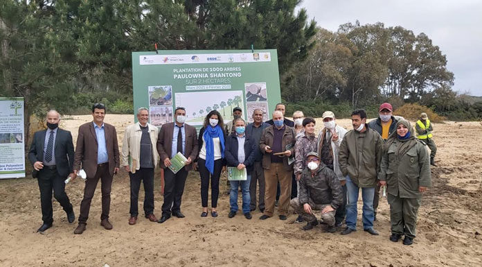 plantation-de-Paulownia-Bizerte