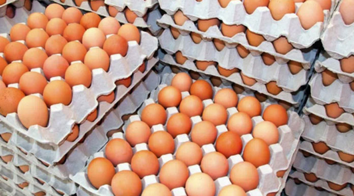 Crise-imminente-de-la-production-d’œufs,-la-Tunisie-contrainte-d’importer